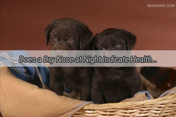 Does a Dry Nose at Night Indicate Health Woes for Your Furry Friend